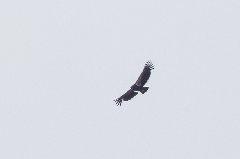 California Condor - ML636669965