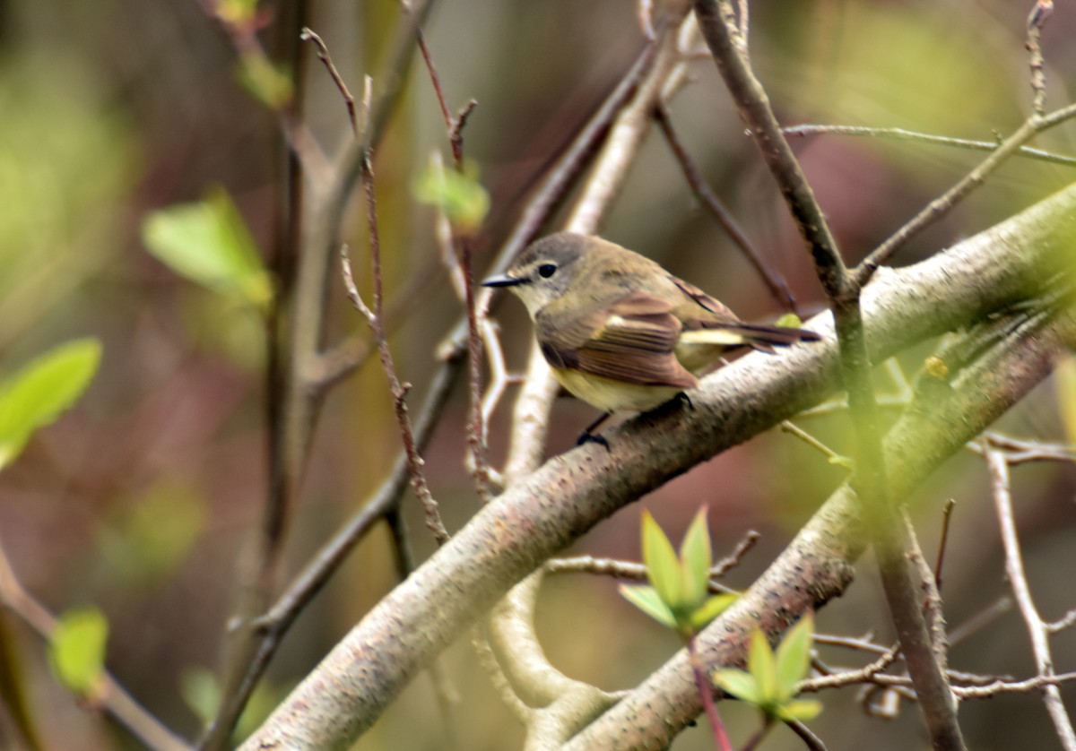 マミジロアメリカムシクイ - ML636670009