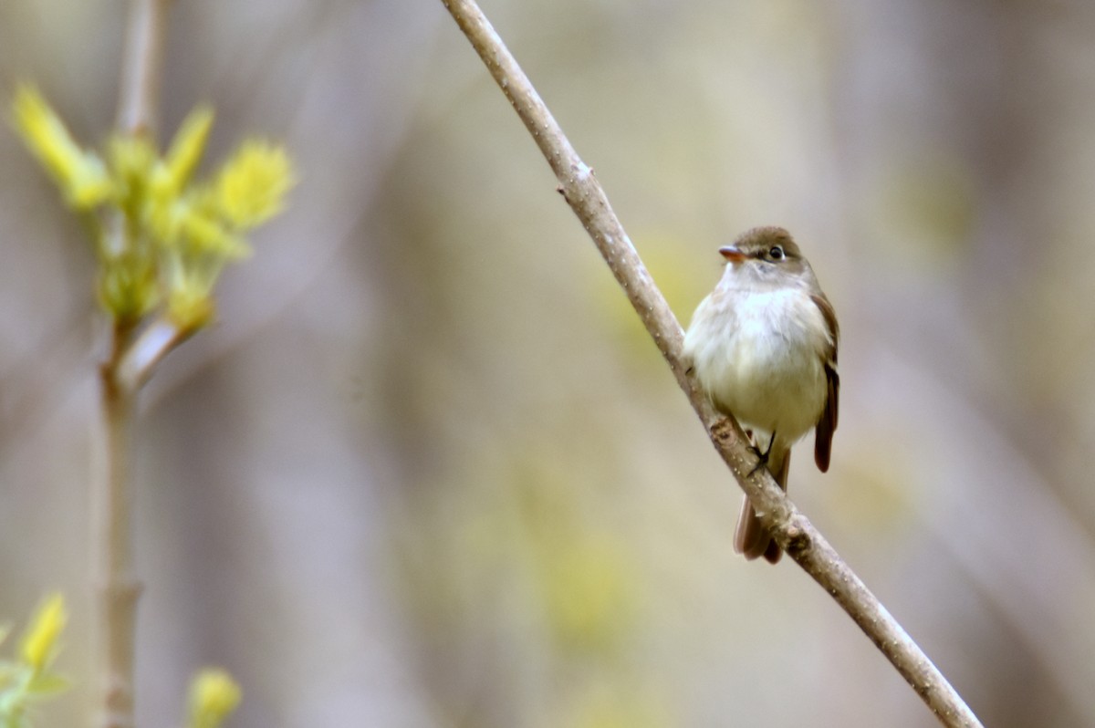 チビメジロハエトリ - ML636670014