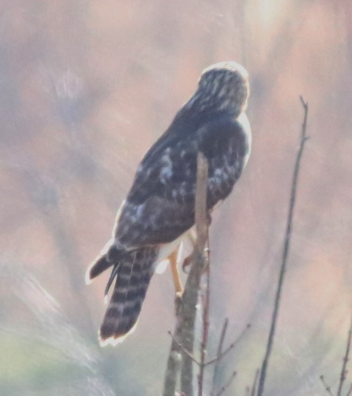 Red-shouldered x Red-tailed Hawk (hybrid) - ML636670058