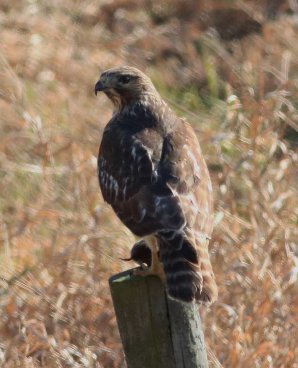 Red-shouldered x Red-tailed Hawk (hybrid) - ML636670071