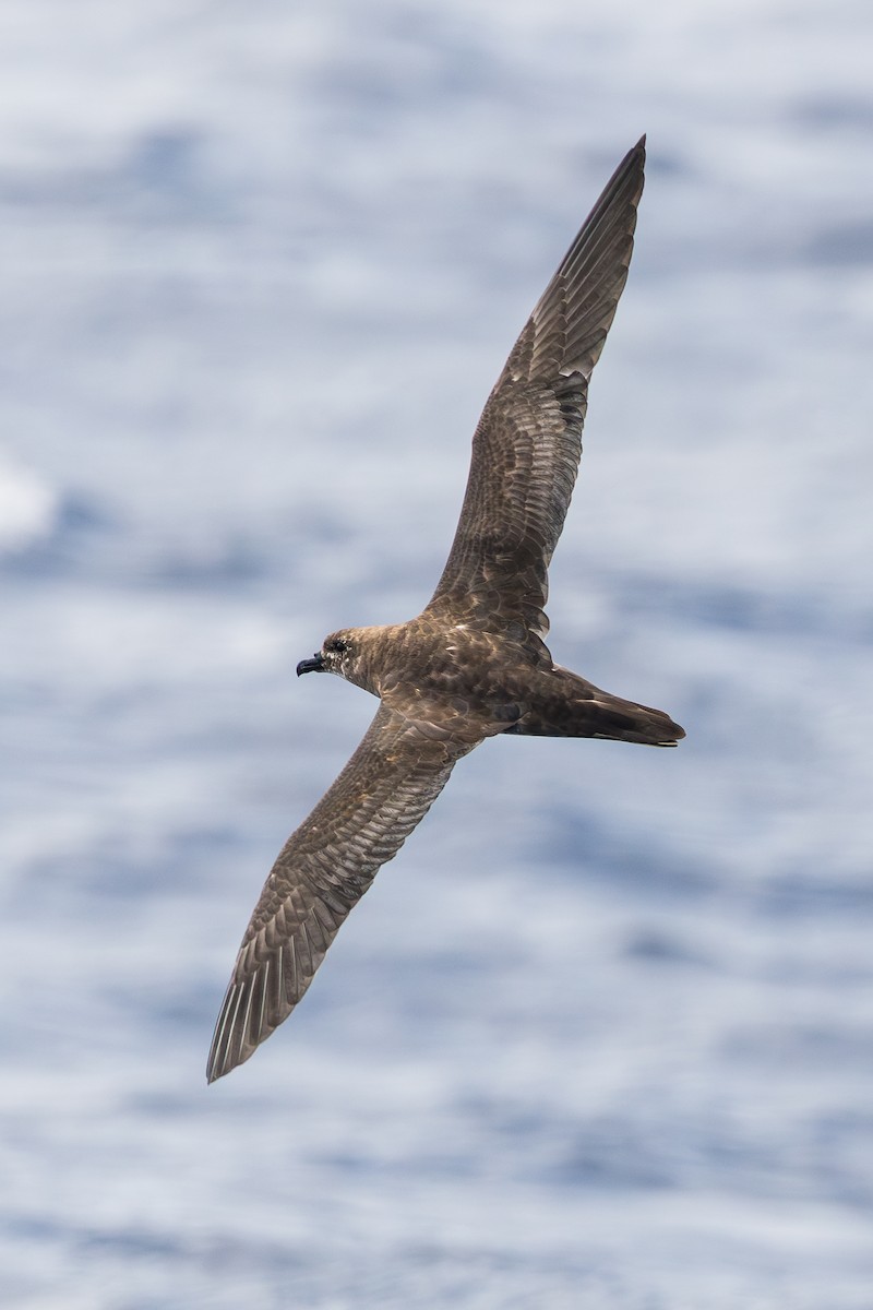 Trindade Petrel - ML636670159