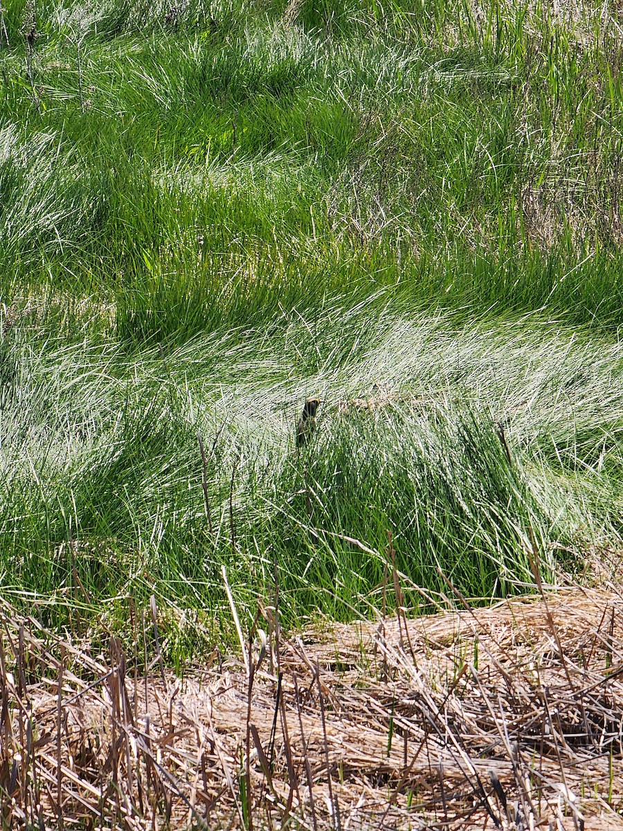 Saltmarsh Sparrow - ML636670264