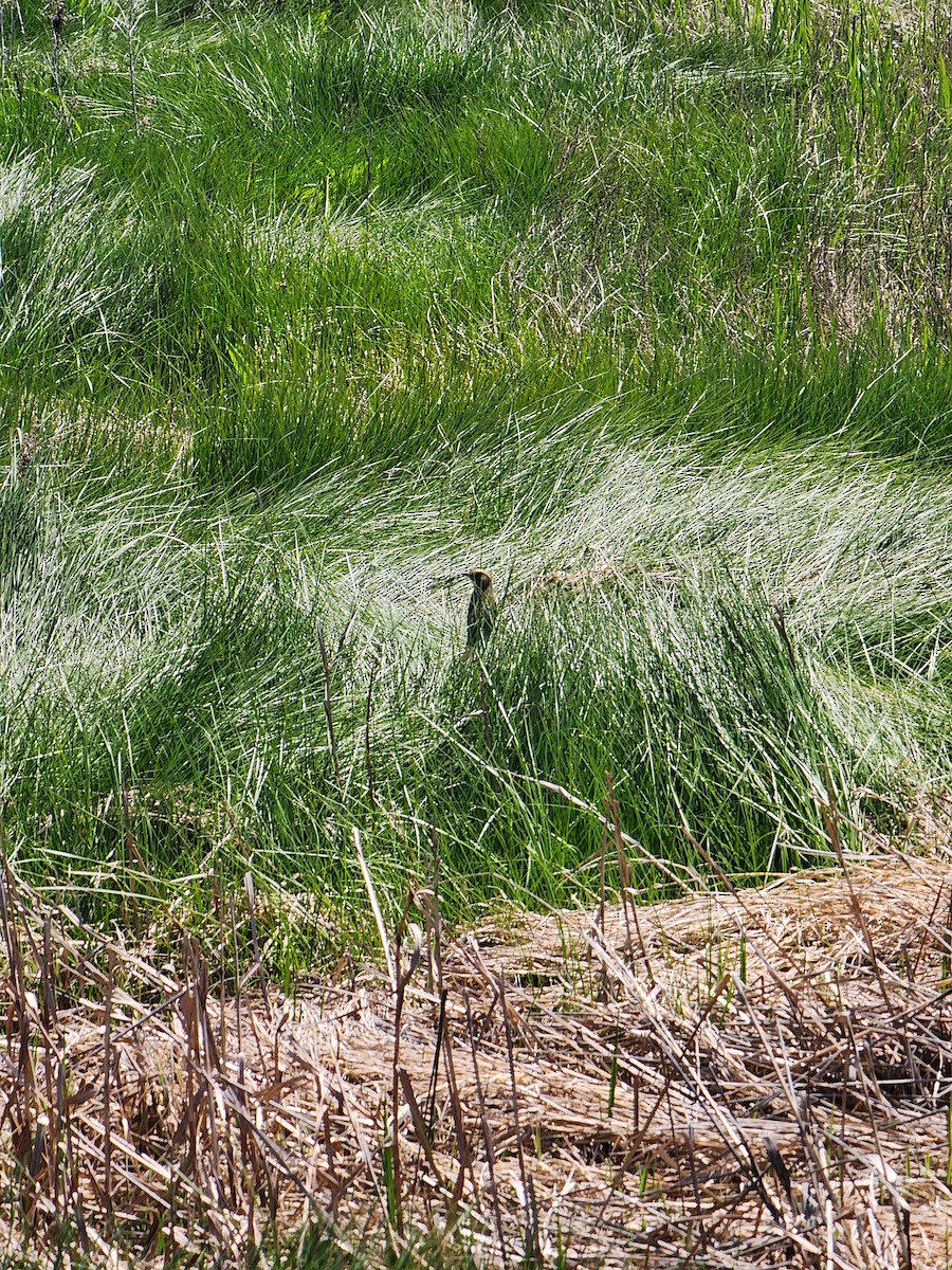 Saltmarsh Sparrow - ML636670265