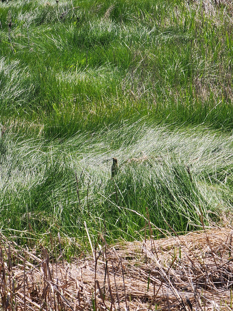 Saltmarsh Sparrow - ML636670266