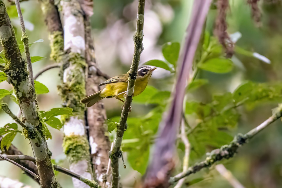 Three-striped Warbler - ML636670280