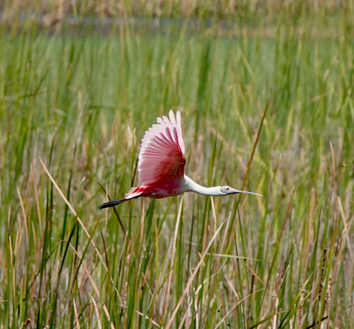 Roseate Spoonbill - ML636670287