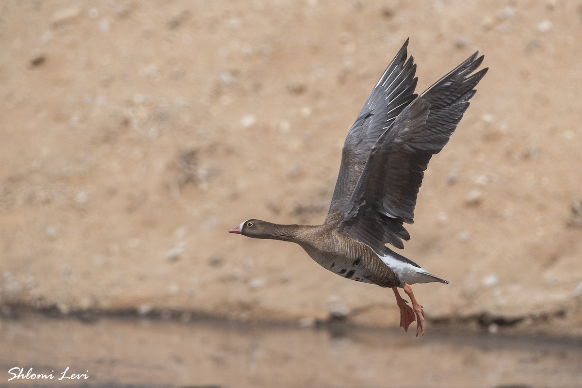 אווז קטן - ML636670303