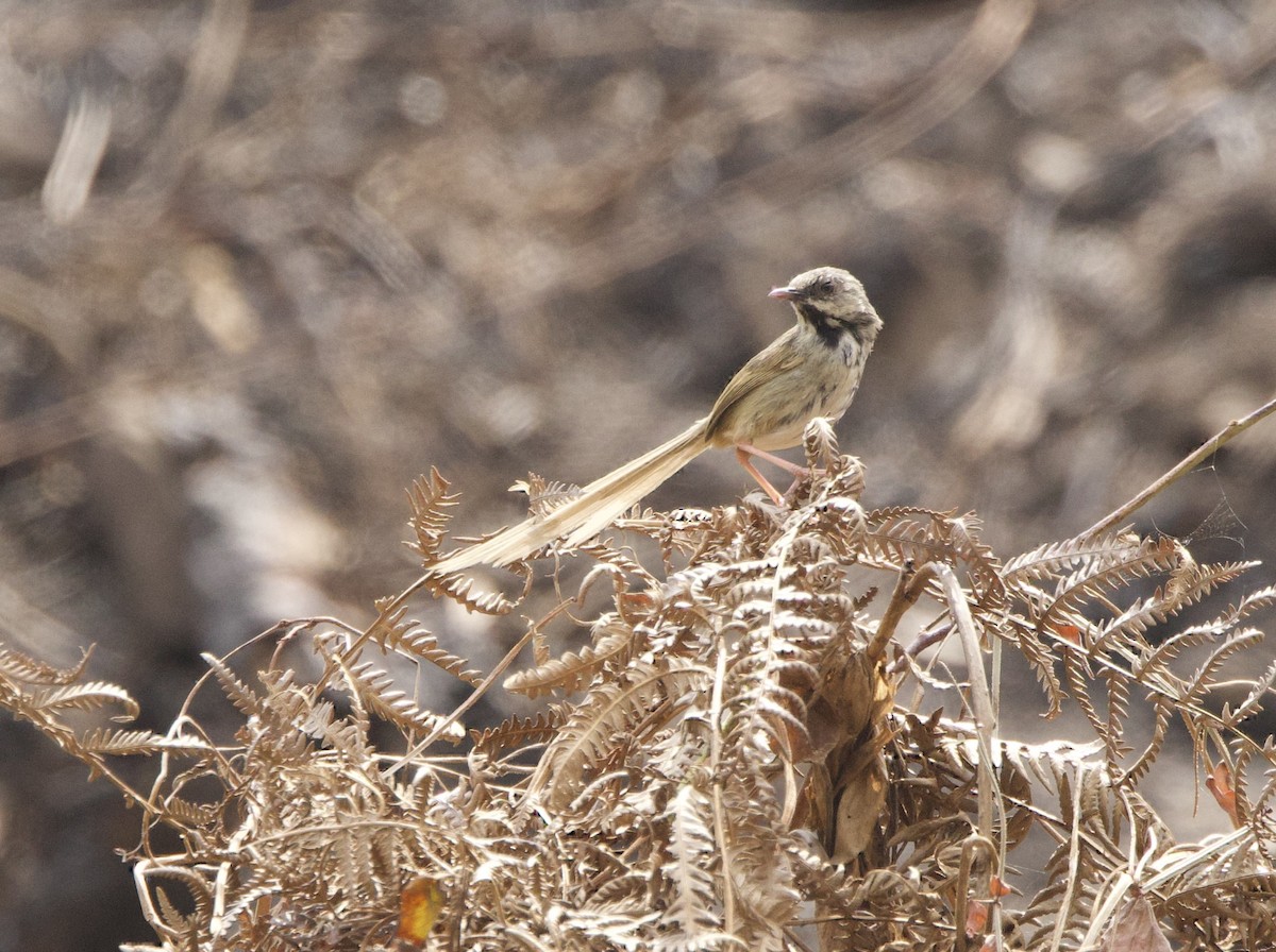 Black-throated Prinia - ML636670317
