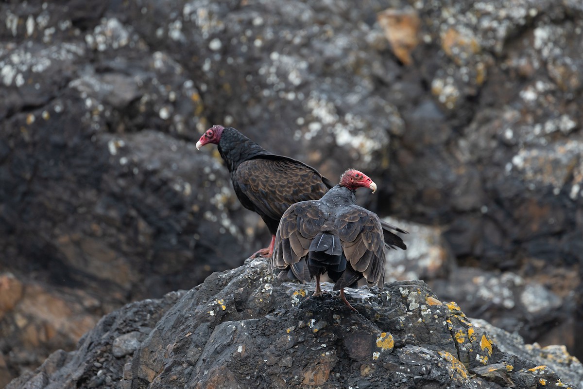 Turkey Vulture - ML636670386