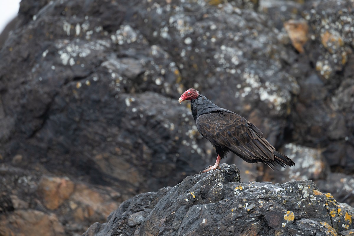 Turkey Vulture - ML636670387