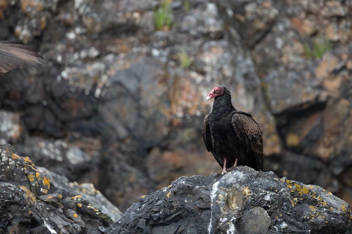 Turkey Vulture - ML636670388