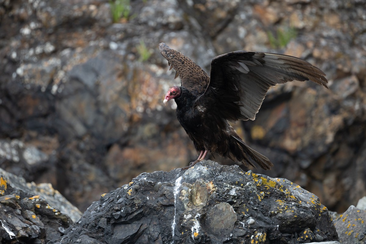 Turkey Vulture - ML636670403