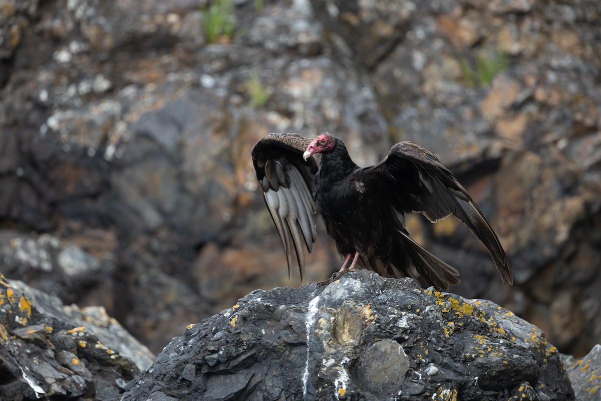 Turkey Vulture - ML636670404
