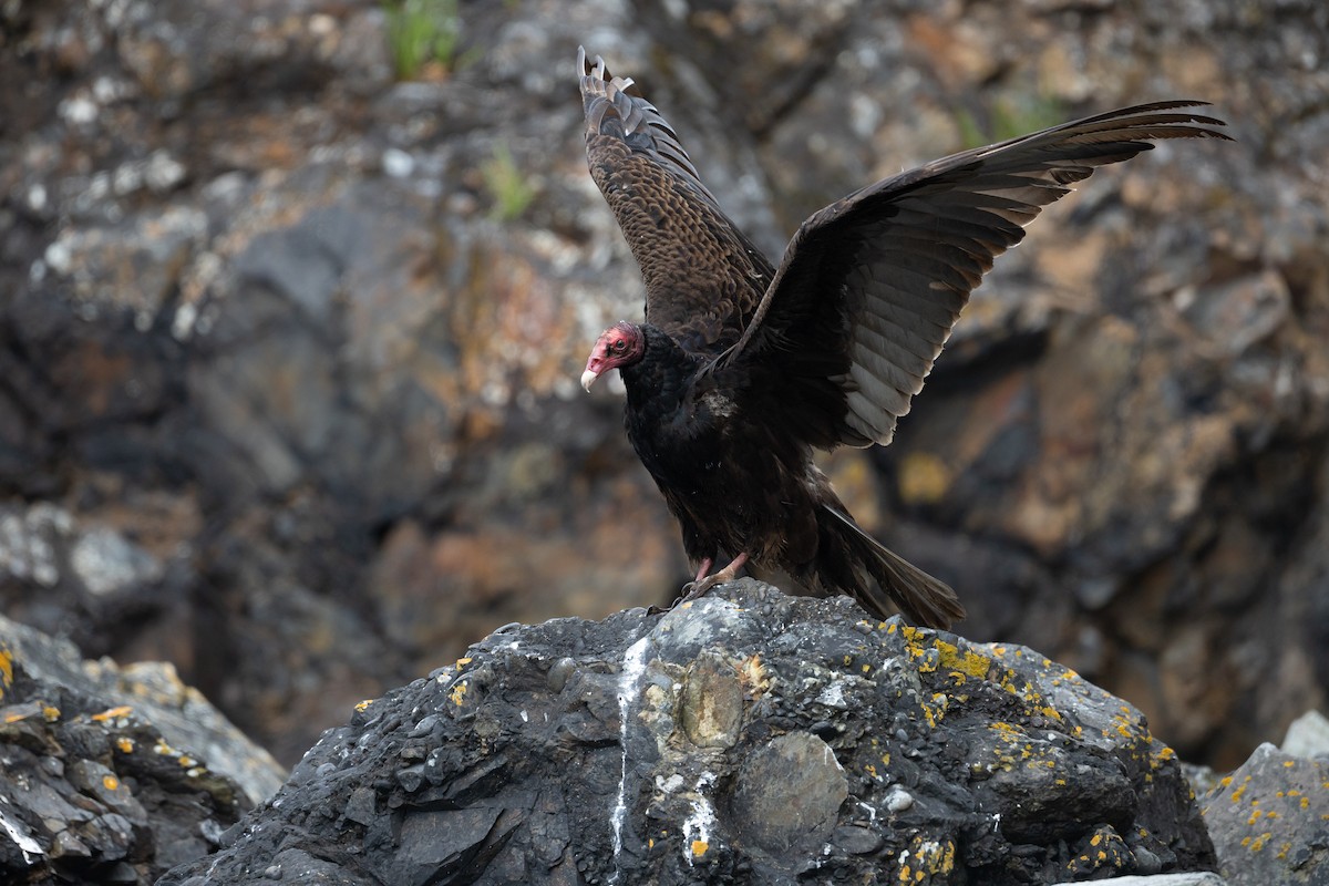 Turkey Vulture - ML636670405