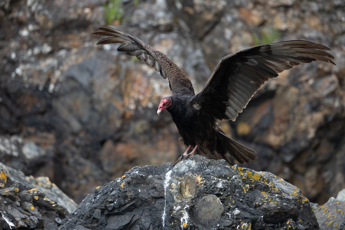 Turkey Vulture - ML636670406