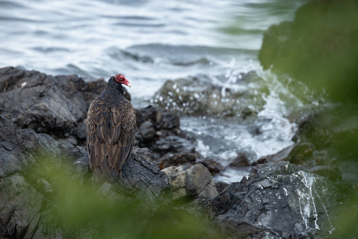 Turkey Vulture - ML636670412
