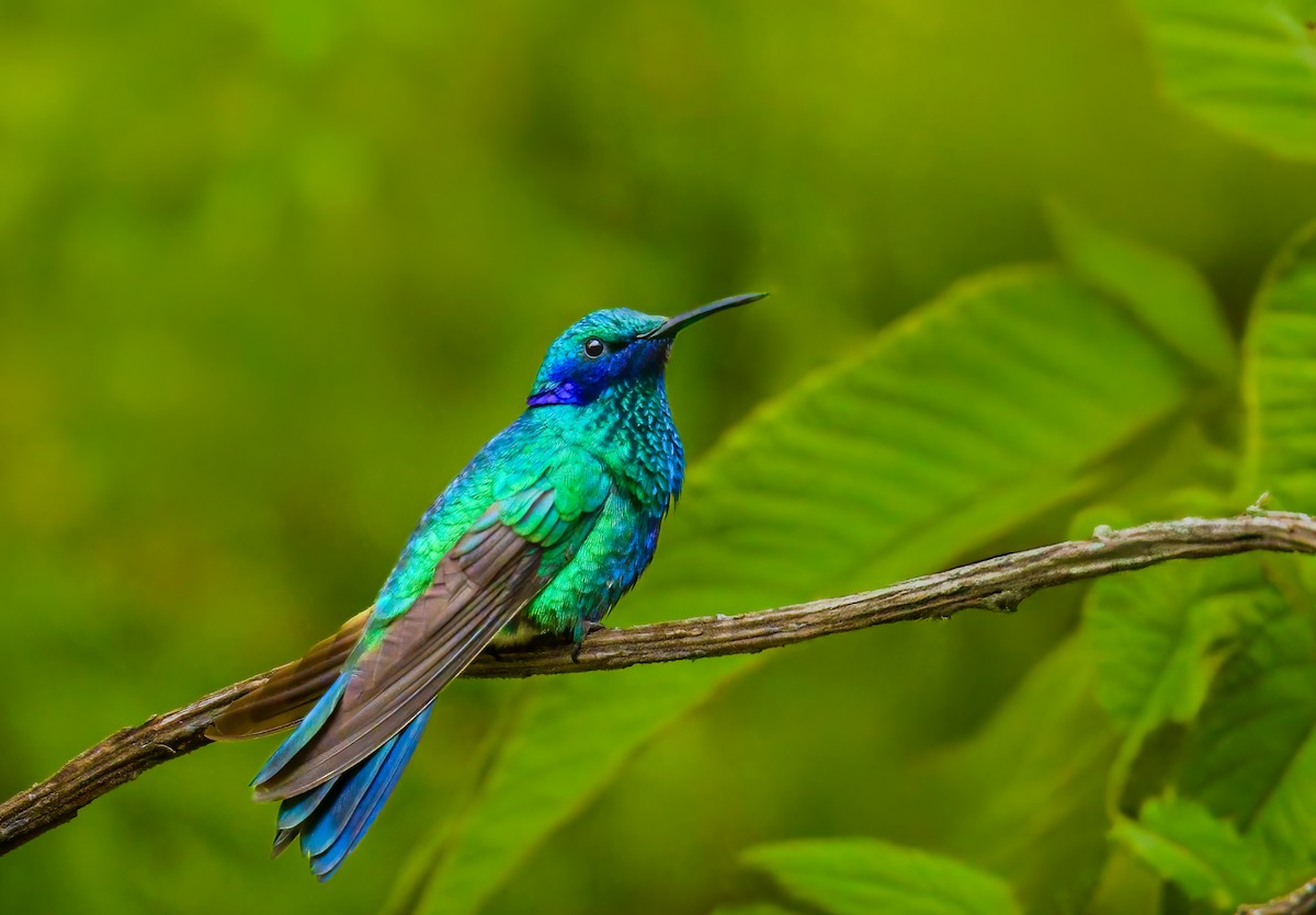 Sparkling Violetear - ML636670422