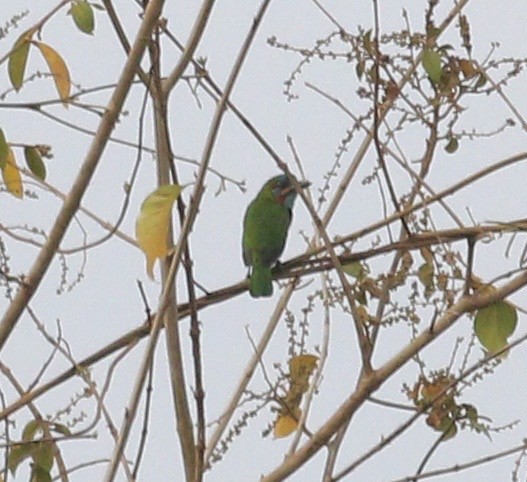 Blue-eared Barbet - ML636670444