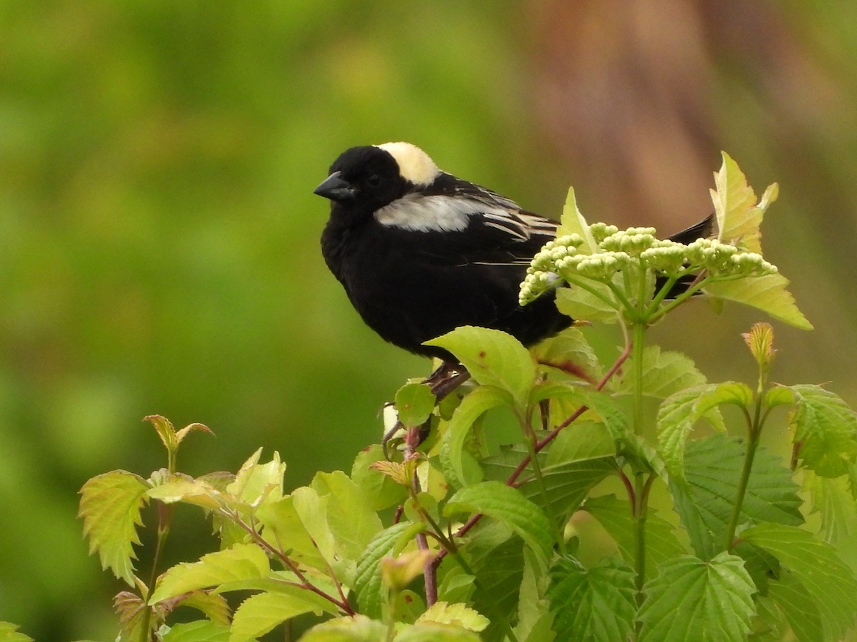 Bobolink - ML636670504