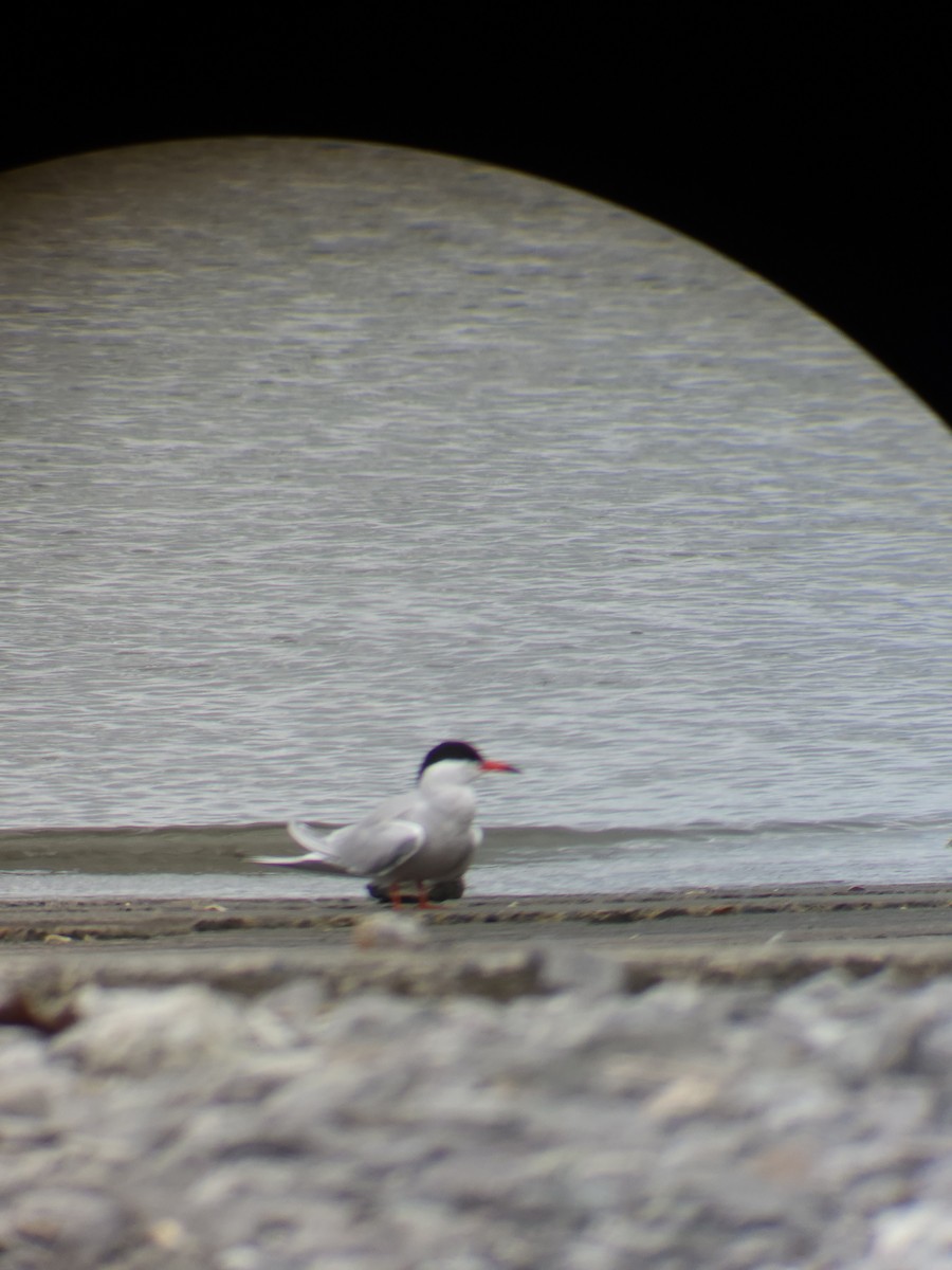 Common Tern - ML636670574