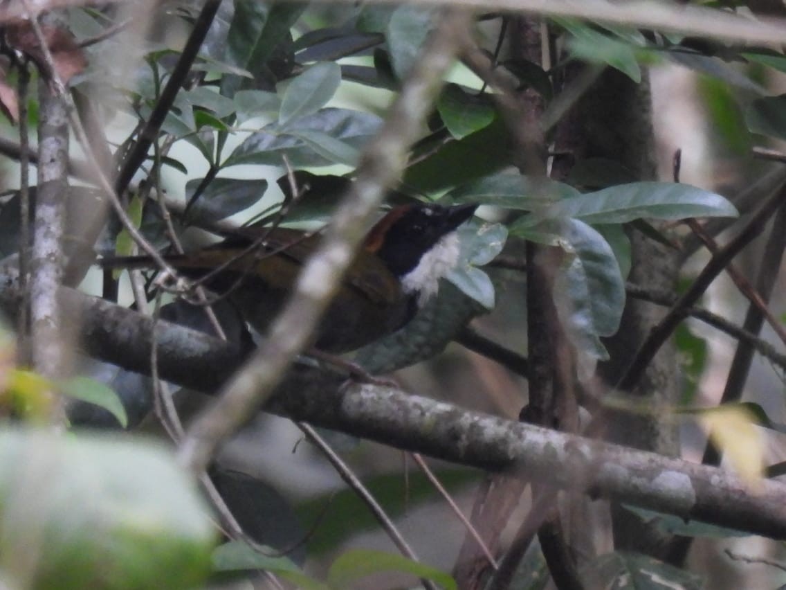 Chestnut-capped Brushfinch - ML636670703