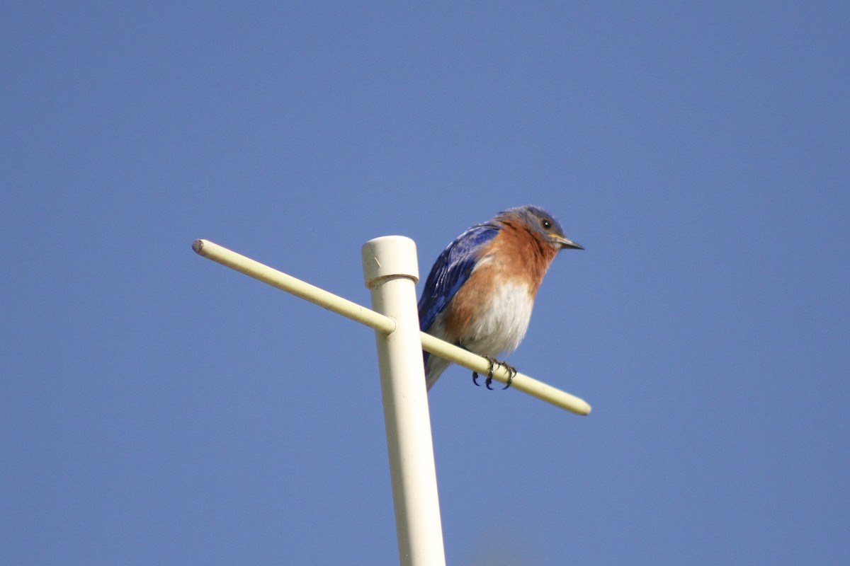 Eastern Bluebird - ML636670867