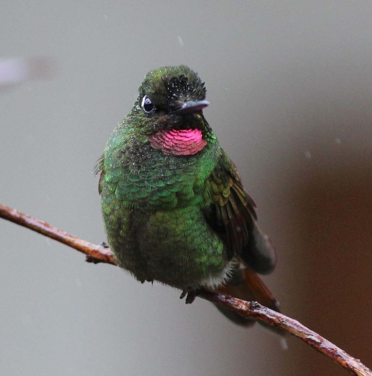 Colibri rubis-émeraude - ML63667091