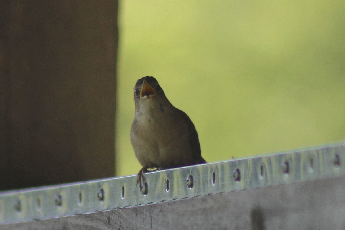 Northern House Wren - ML636670918