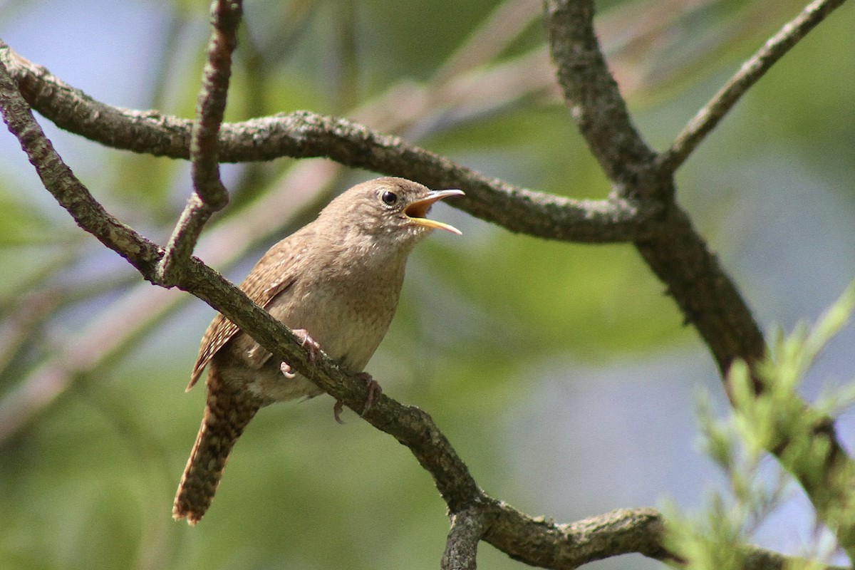 Northern House Wren - ML636670921