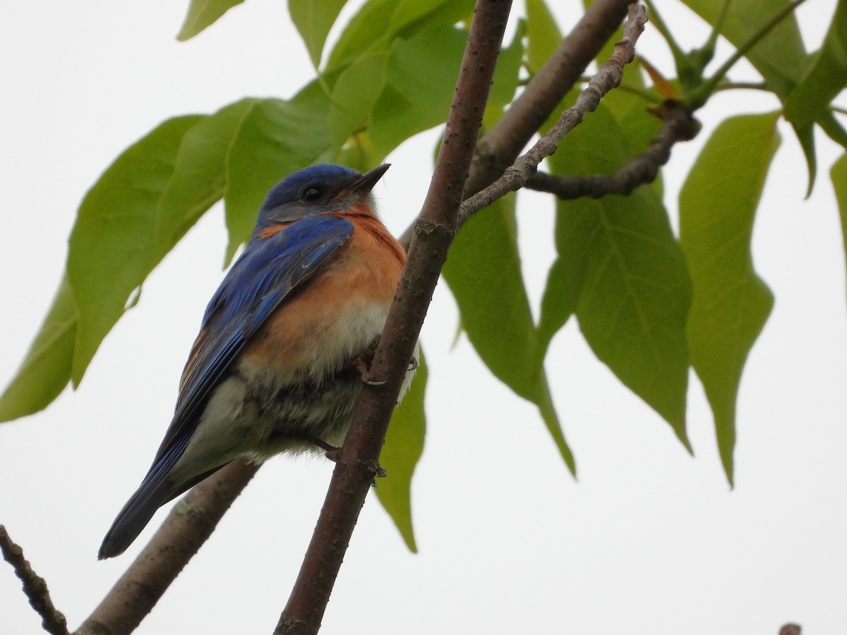 Eastern Bluebird - ML636671068