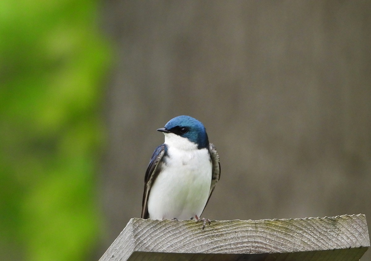 Tree Swallow - ML636671106