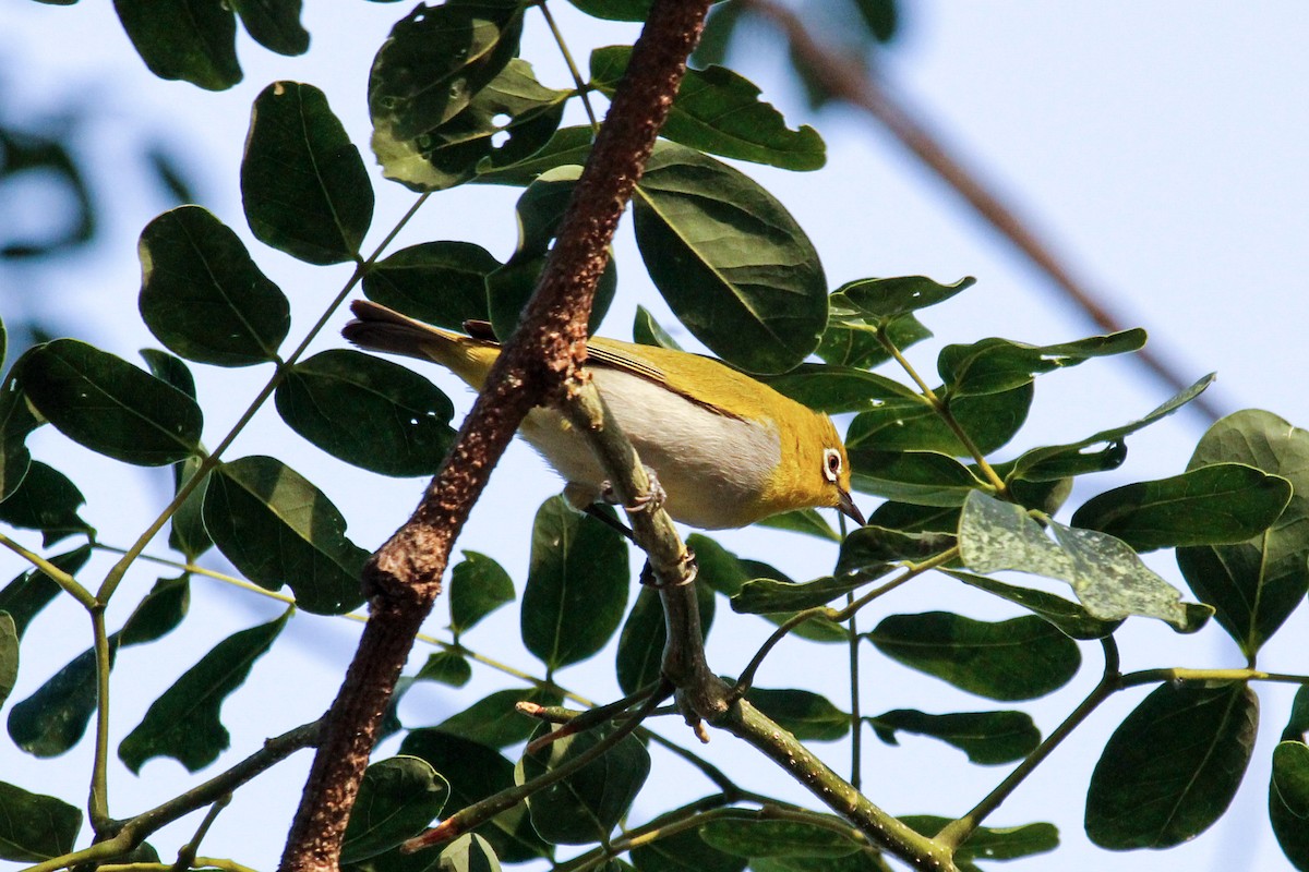 Indian White-eye - Trivedi Gvn