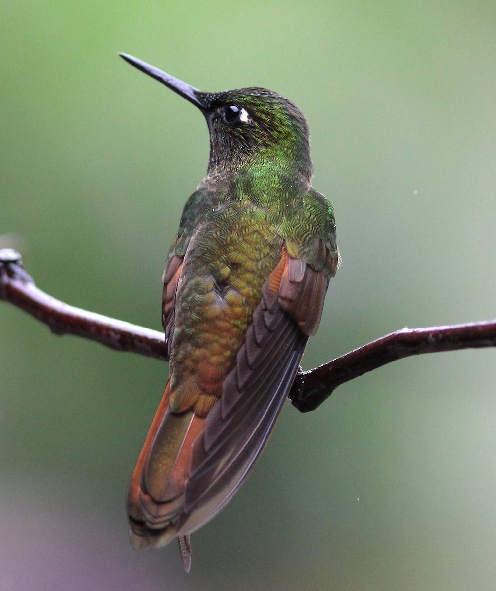 Colibrí Colirrojo - ML63667111