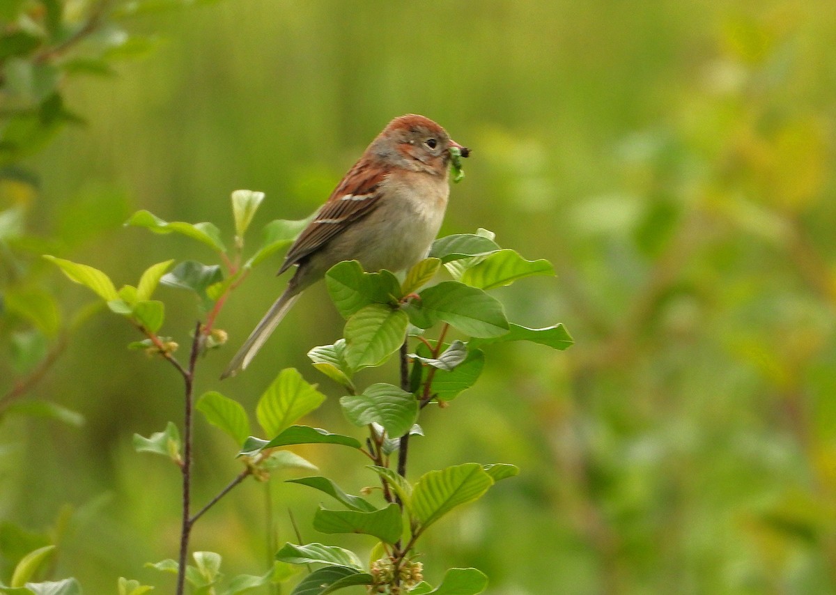 Field Sparrow - ML636671153