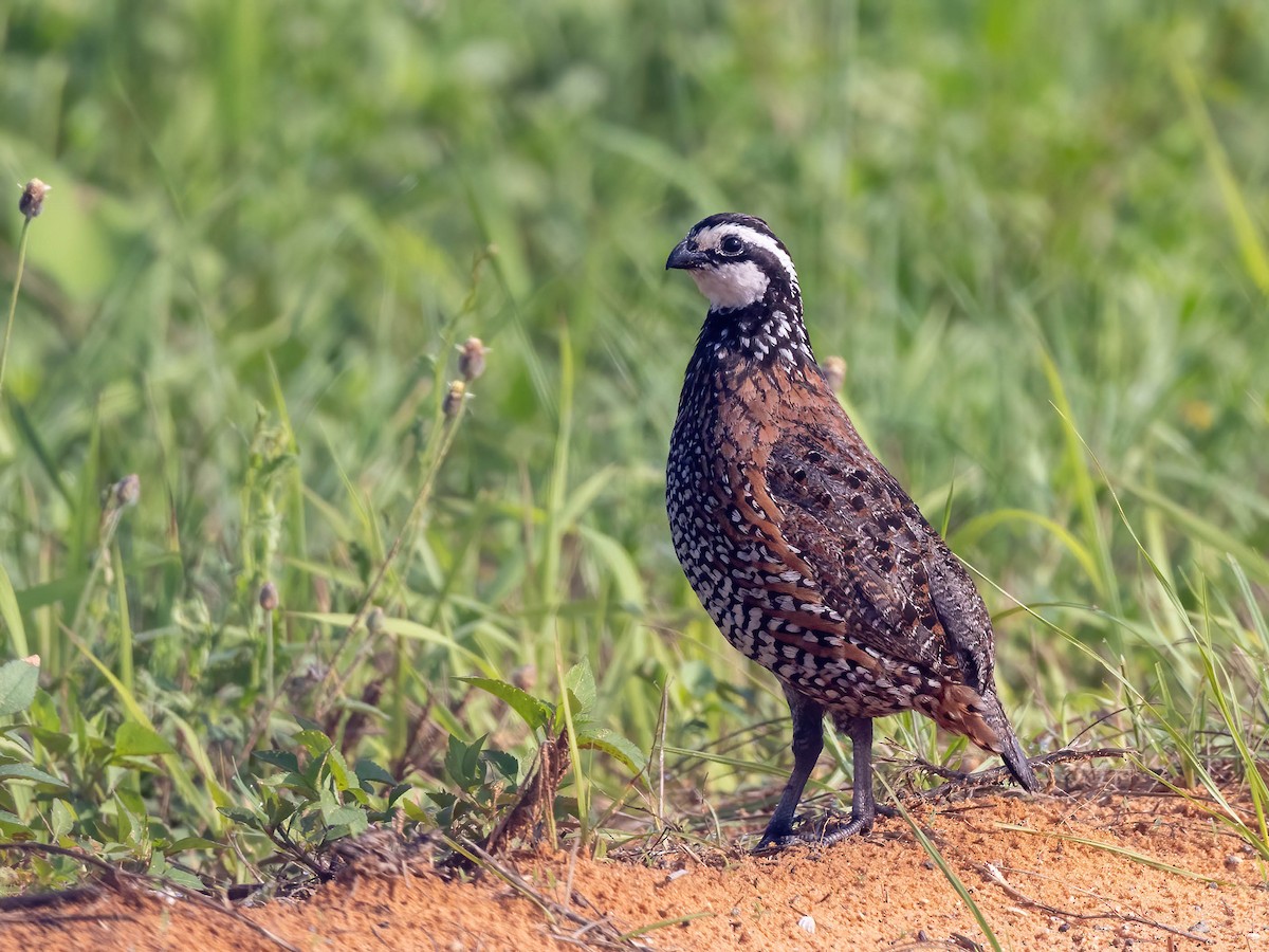Northern Bobwhite - ML636671372