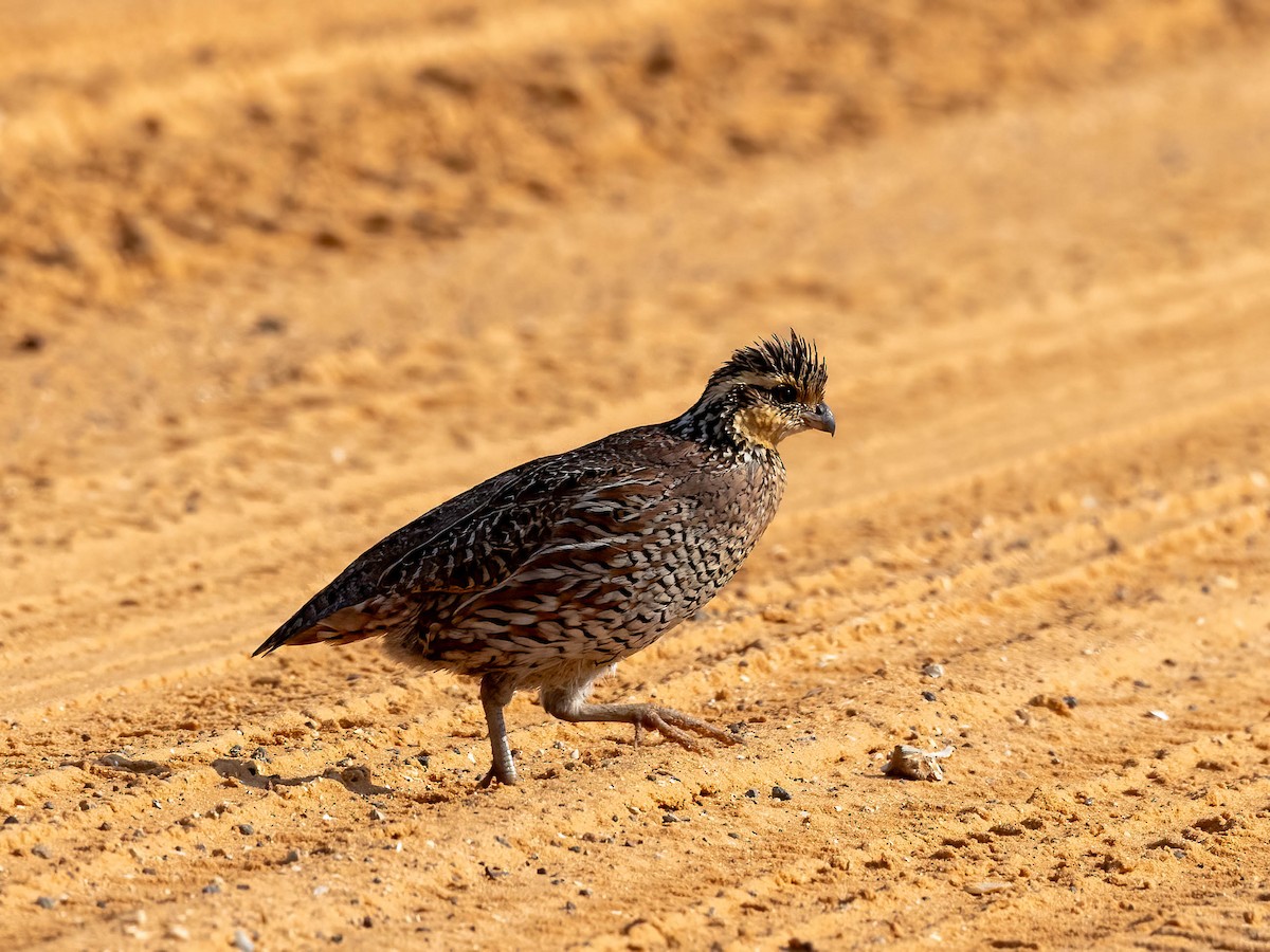 Northern Bobwhite - ML636671373