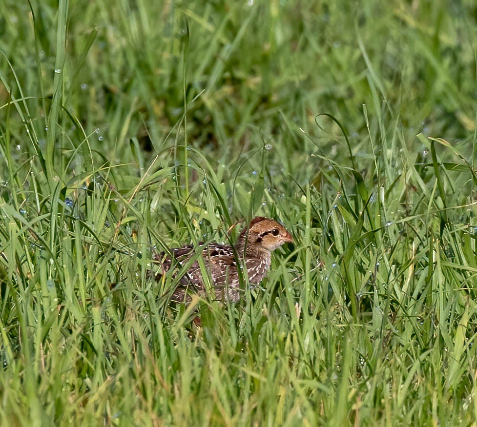 Northern Bobwhite - ML636671374