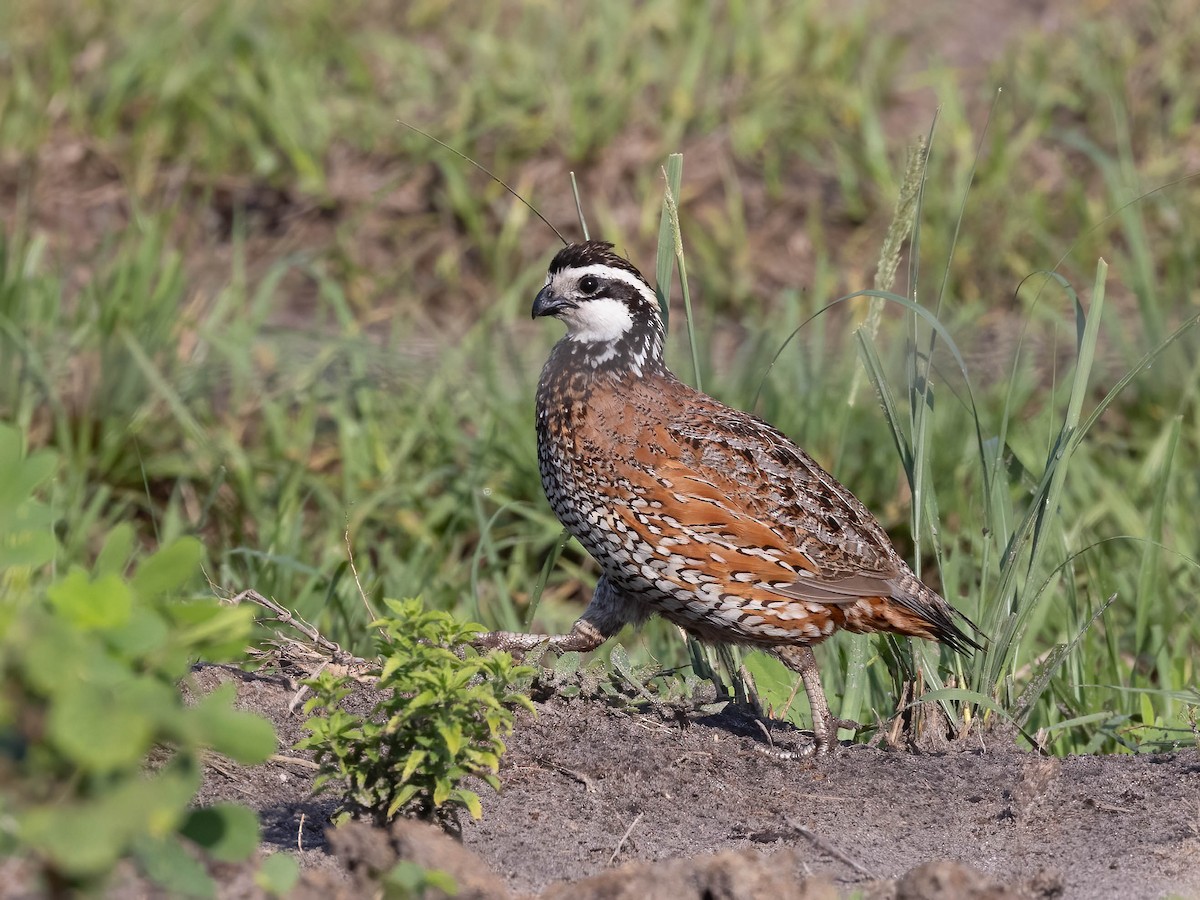 Northern Bobwhite - ML636671375
