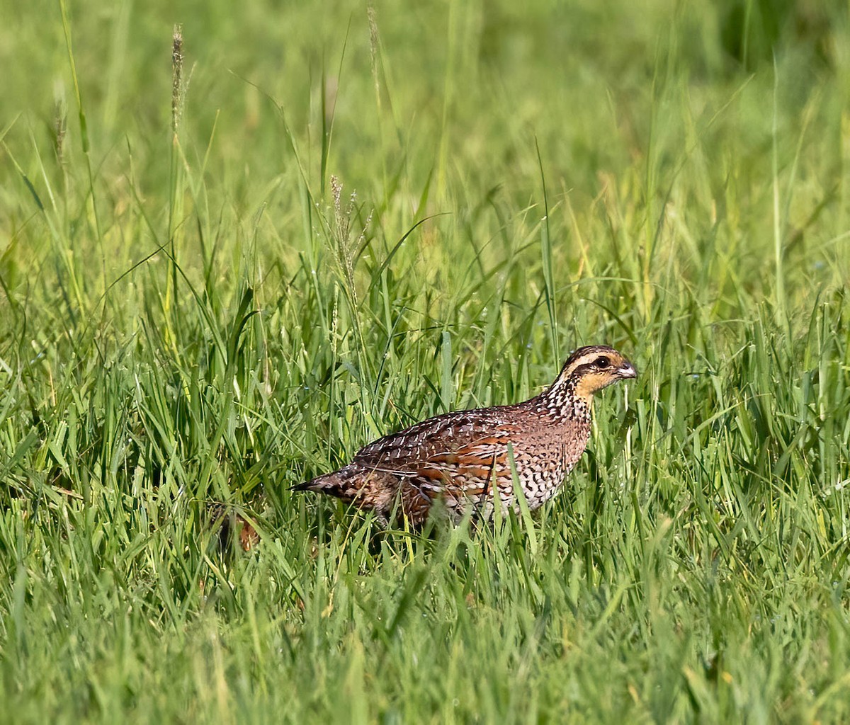 Northern Bobwhite - ML636671376