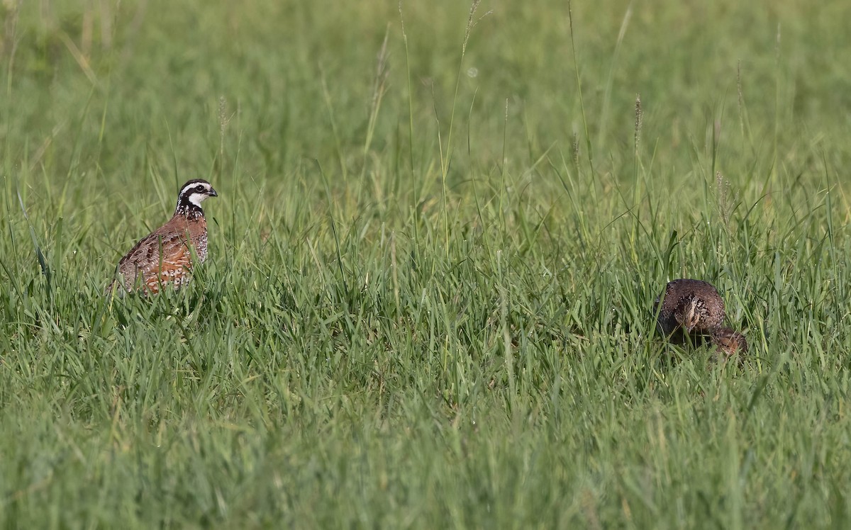 Northern Bobwhite - ML636671377
