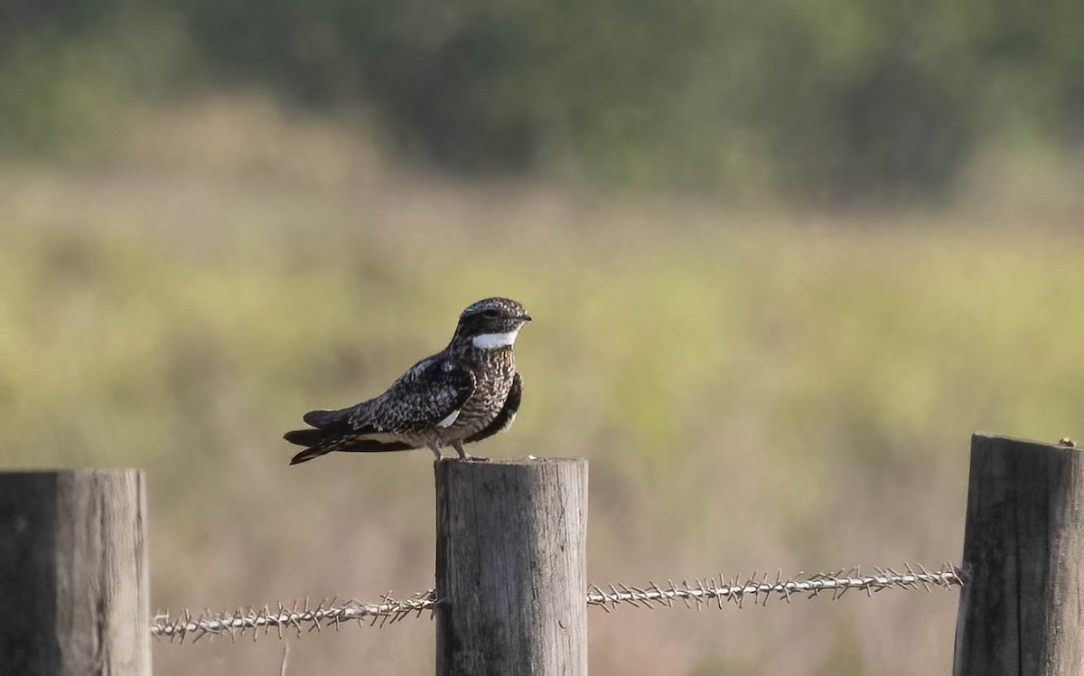 Common Nighthawk - ML636671388