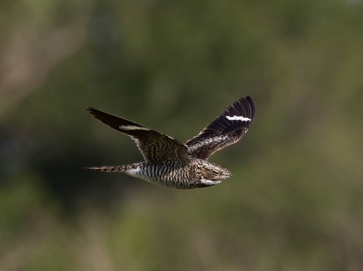 Common Nighthawk - ML636671389