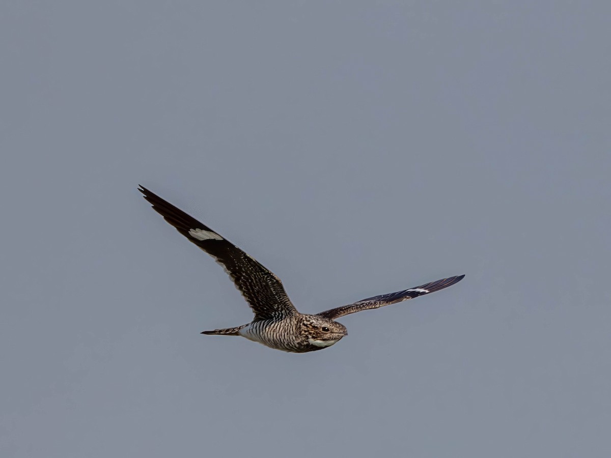 Common Nighthawk - ML636671390