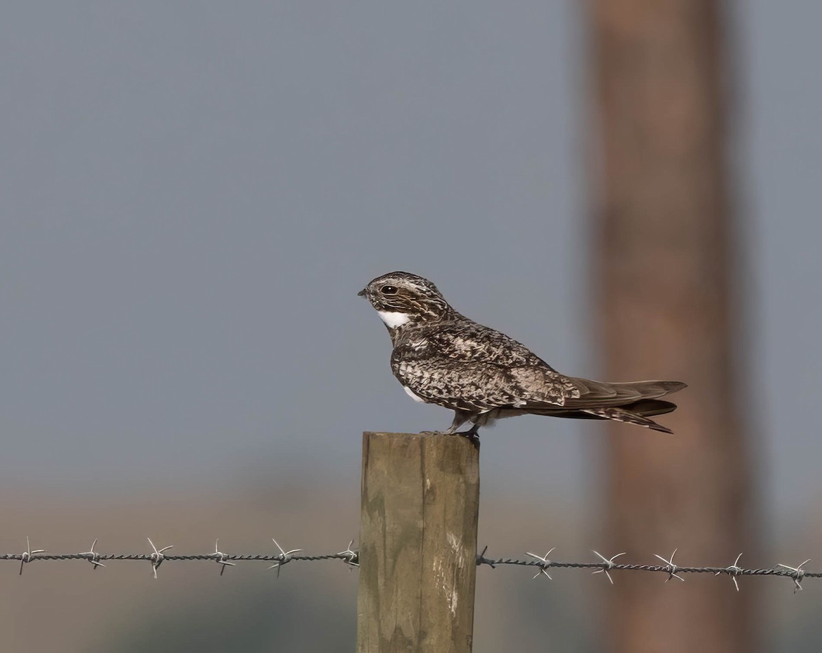 Common Nighthawk - ML636671391