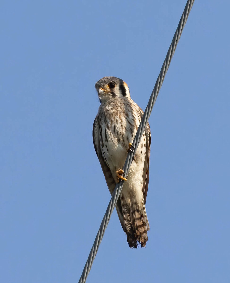 American Kestrel (Southeastern) - ML636671404