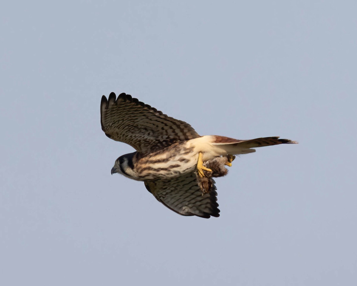 American Kestrel (Southeastern) - ML636671405