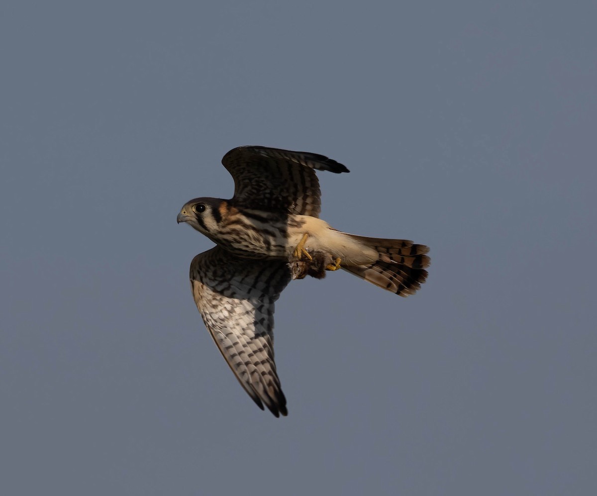 American Kestrel (Southeastern) - ML636671406