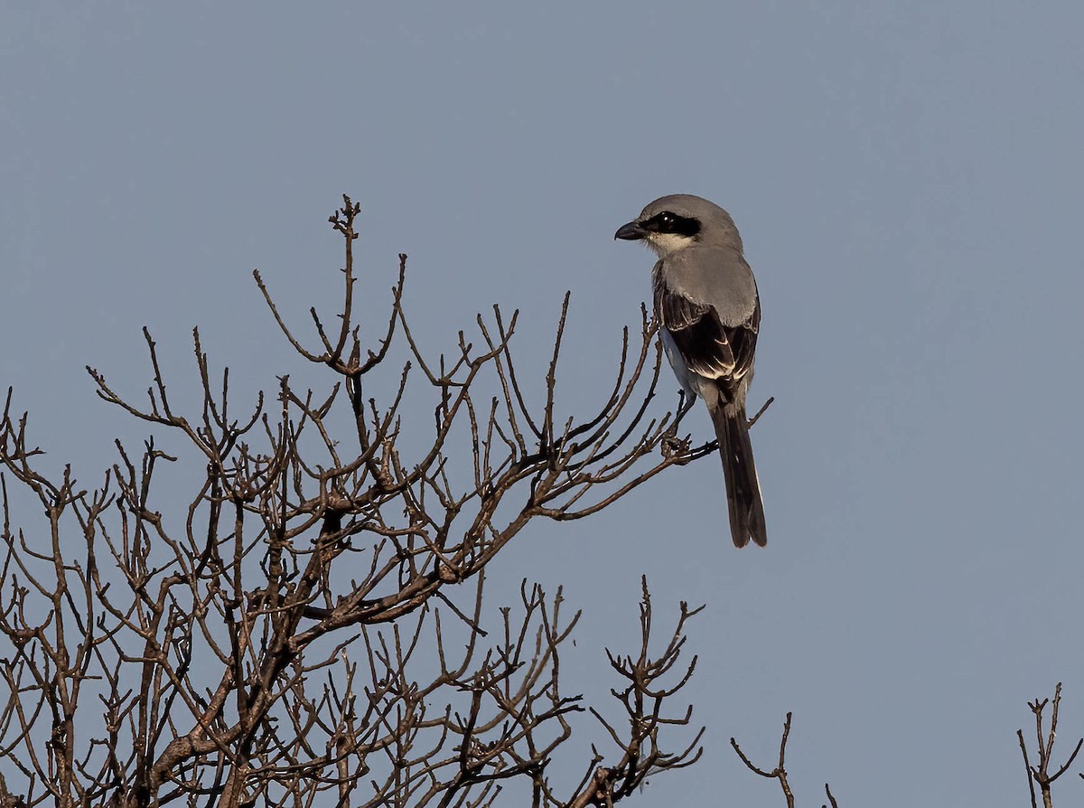 Loggerhead Shrike - ML636671411