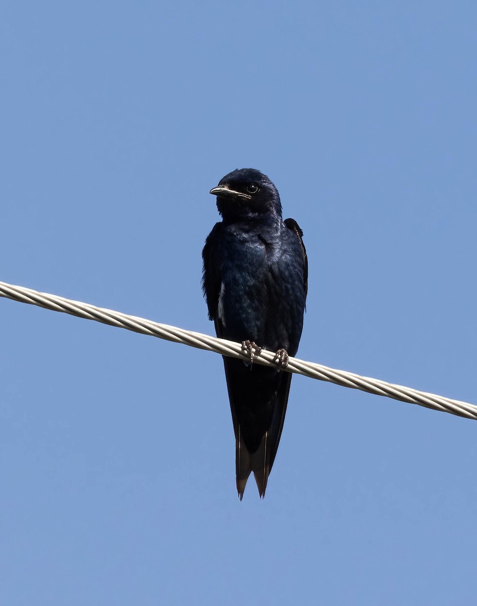 Purple Martin - ML636671417
